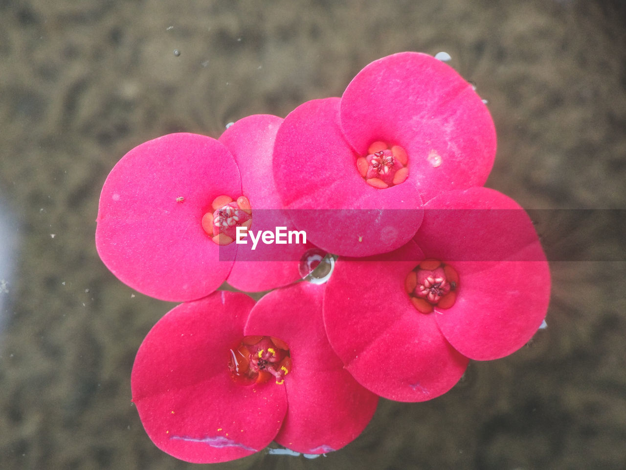 CLOSE-UP OF WATER DROPS ON PINK ROSE