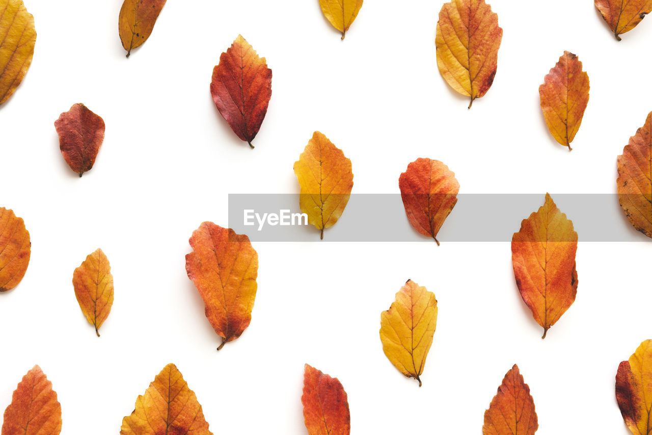 HIGH ANGLE VIEW OF LEAVES IN WHITE BACKGROUND