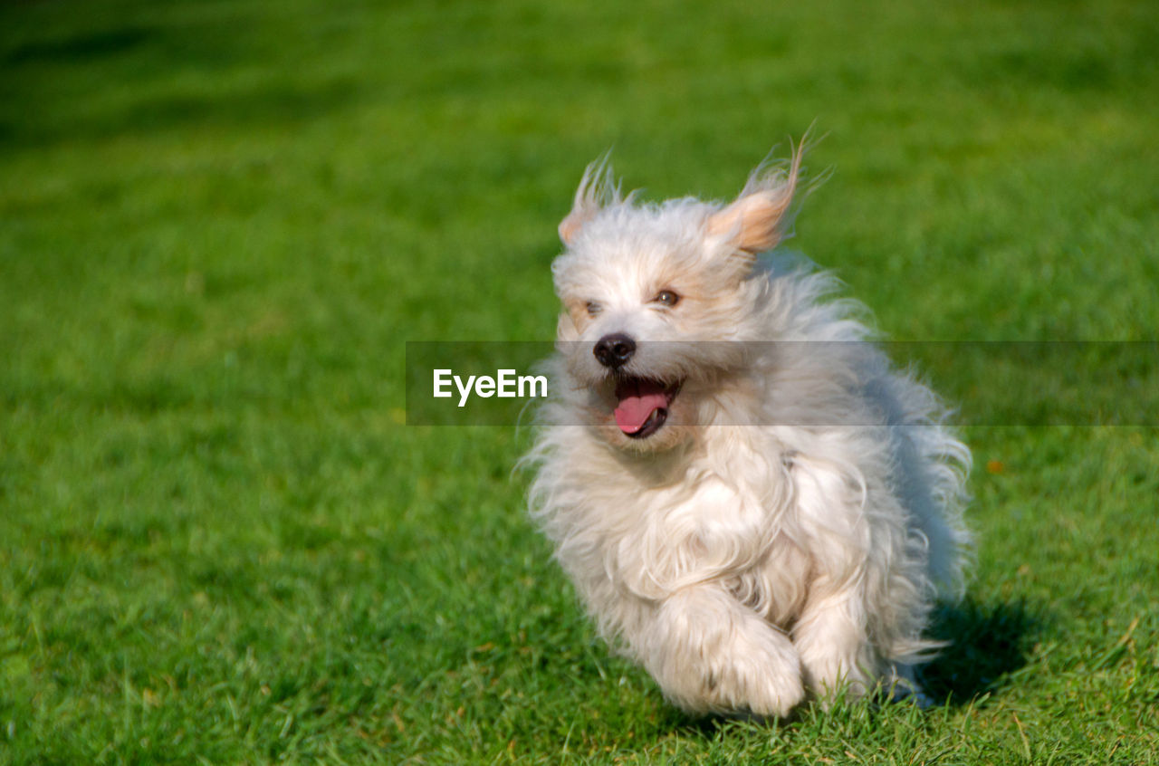 Playful little white dog, coton de tulear - image