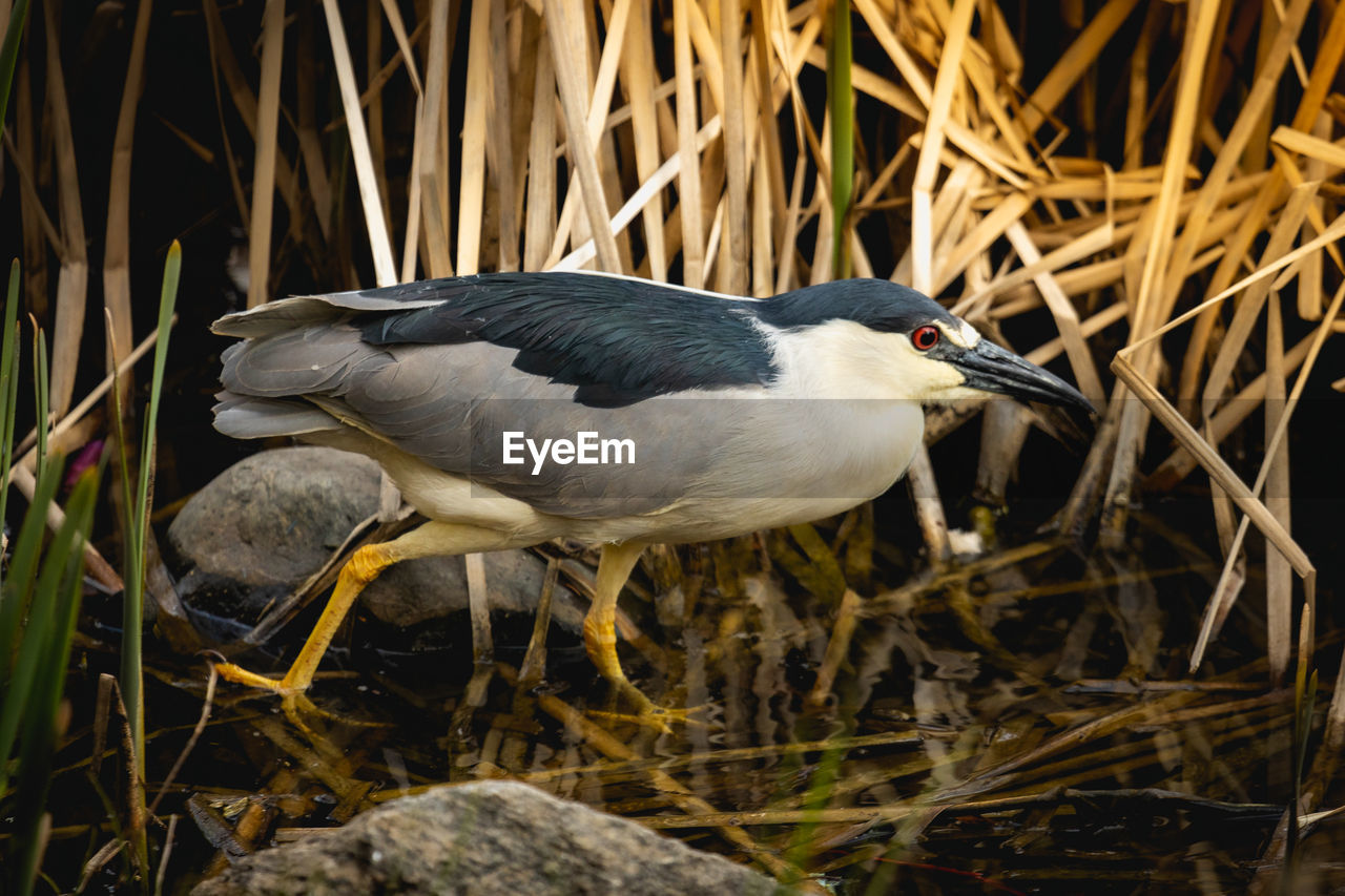 Close-up of night heron walking