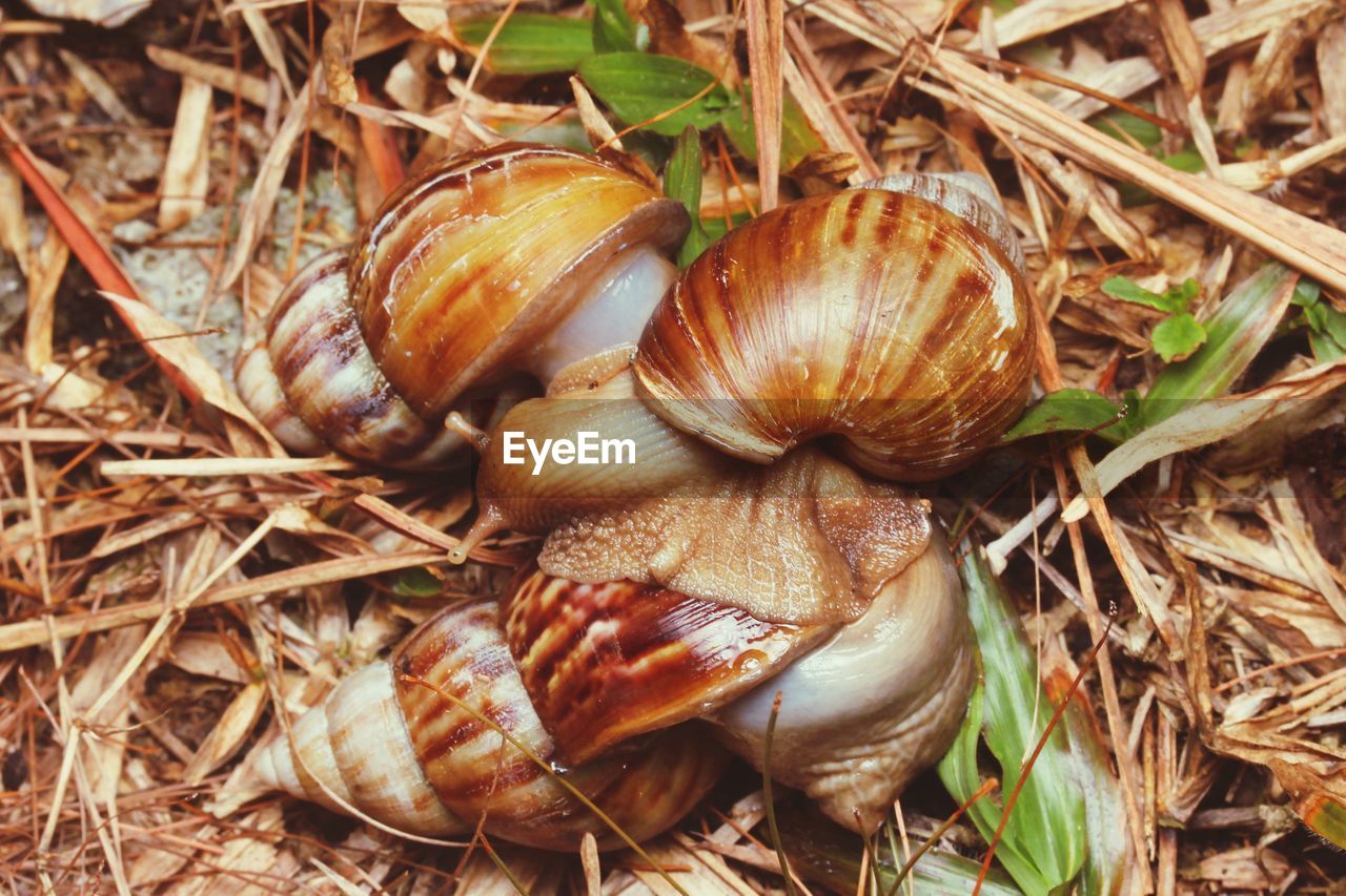 CLOSE-UP OF SNAILS ON FIELD