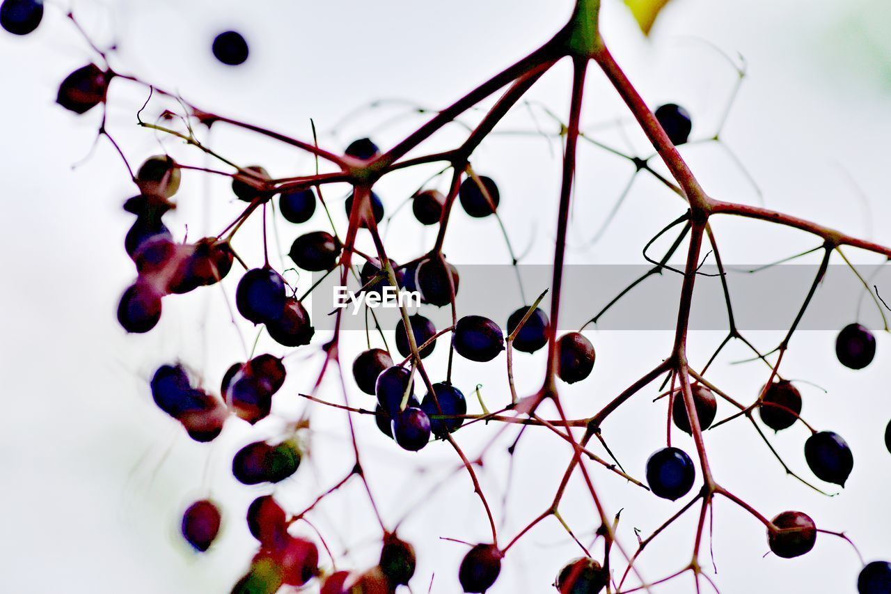 branch, fruit, flower, leaf, healthy eating, food, plant, food and drink, twig, no people, nature, produce, tree, berry, freshness, cherry, close-up