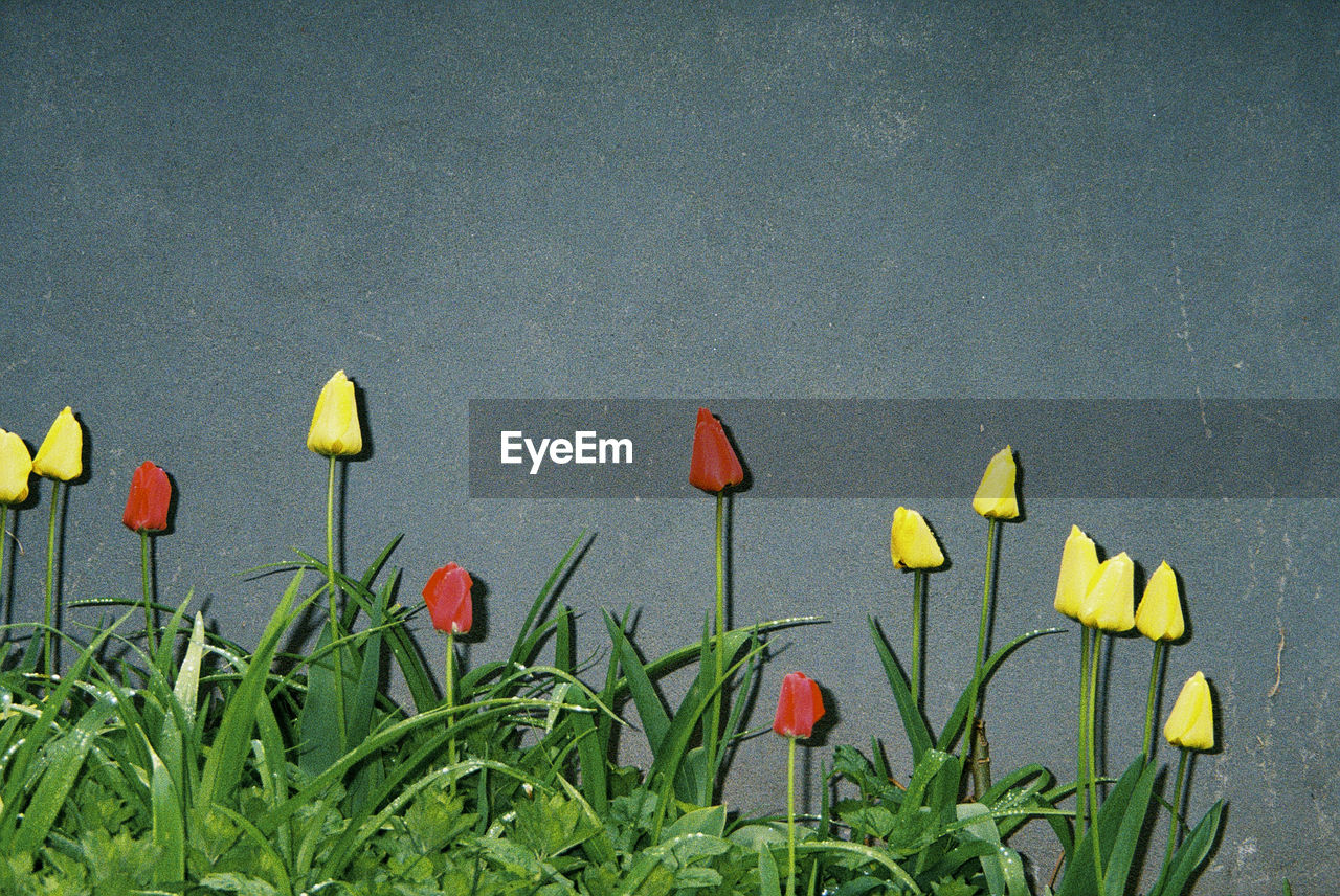 Close-up of red and yellow tulips