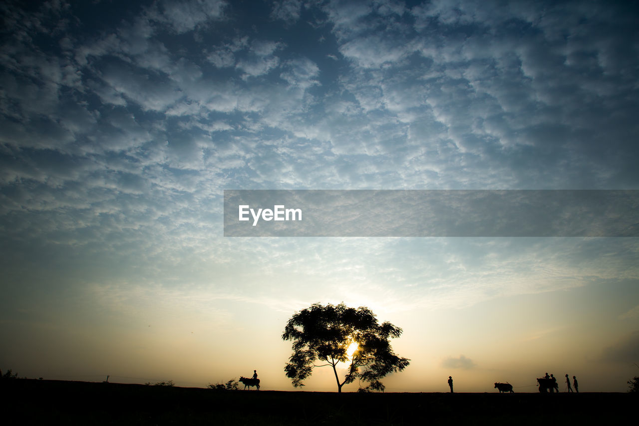 Silhouette trees on landscape against sky at sunset