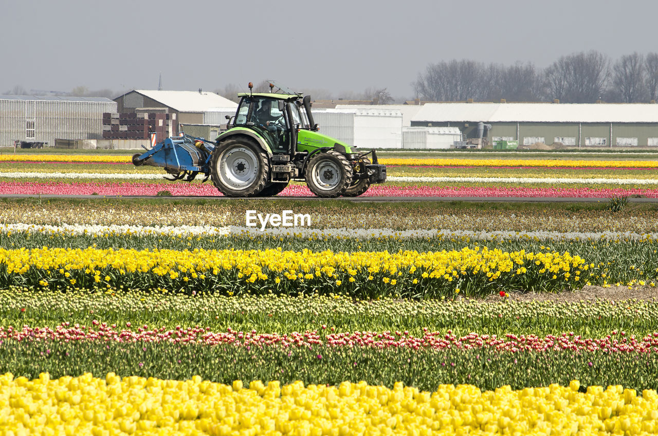 YELLOW FLOWER ON FIELD