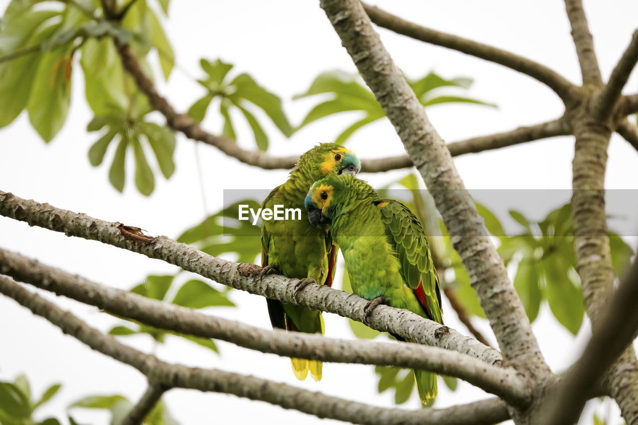 low angle view of parrot perching on branch