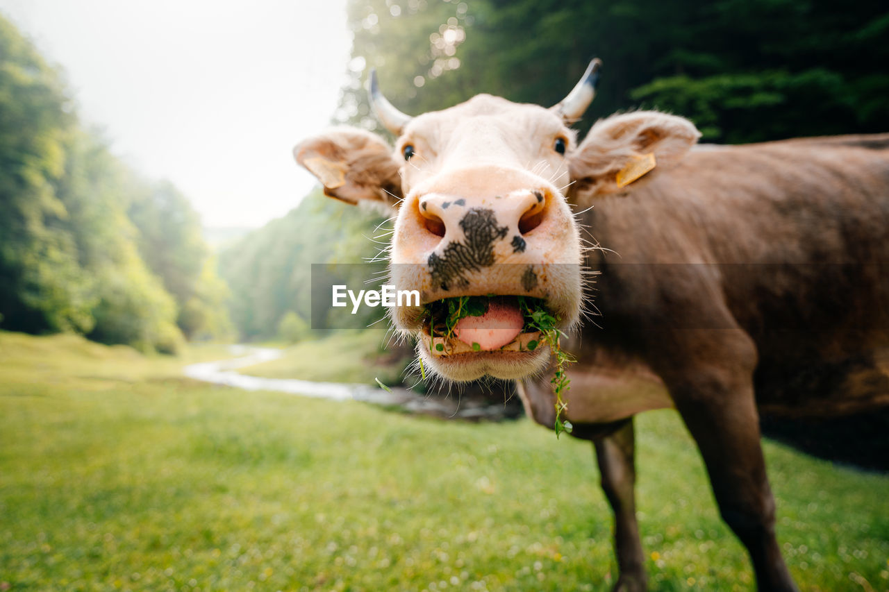 Portrait of a cow on field by the forest and river