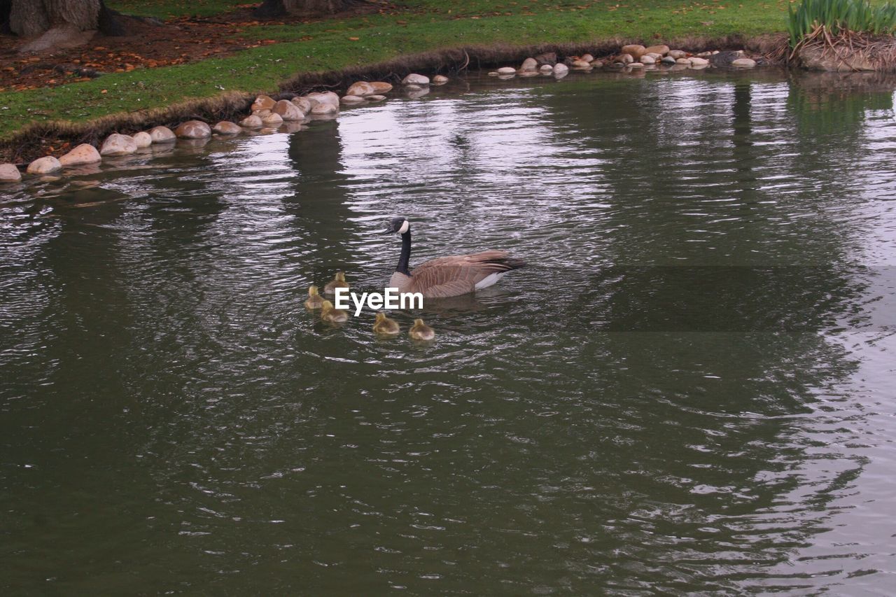 HIGH ANGLE VIEW OF BIRDS SWIMMING IN WATER