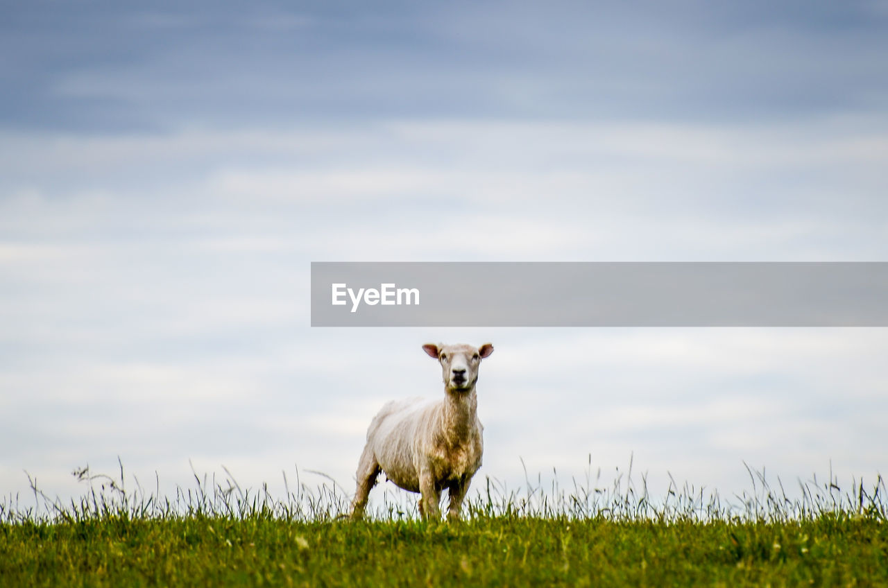 Sheep on field against sky