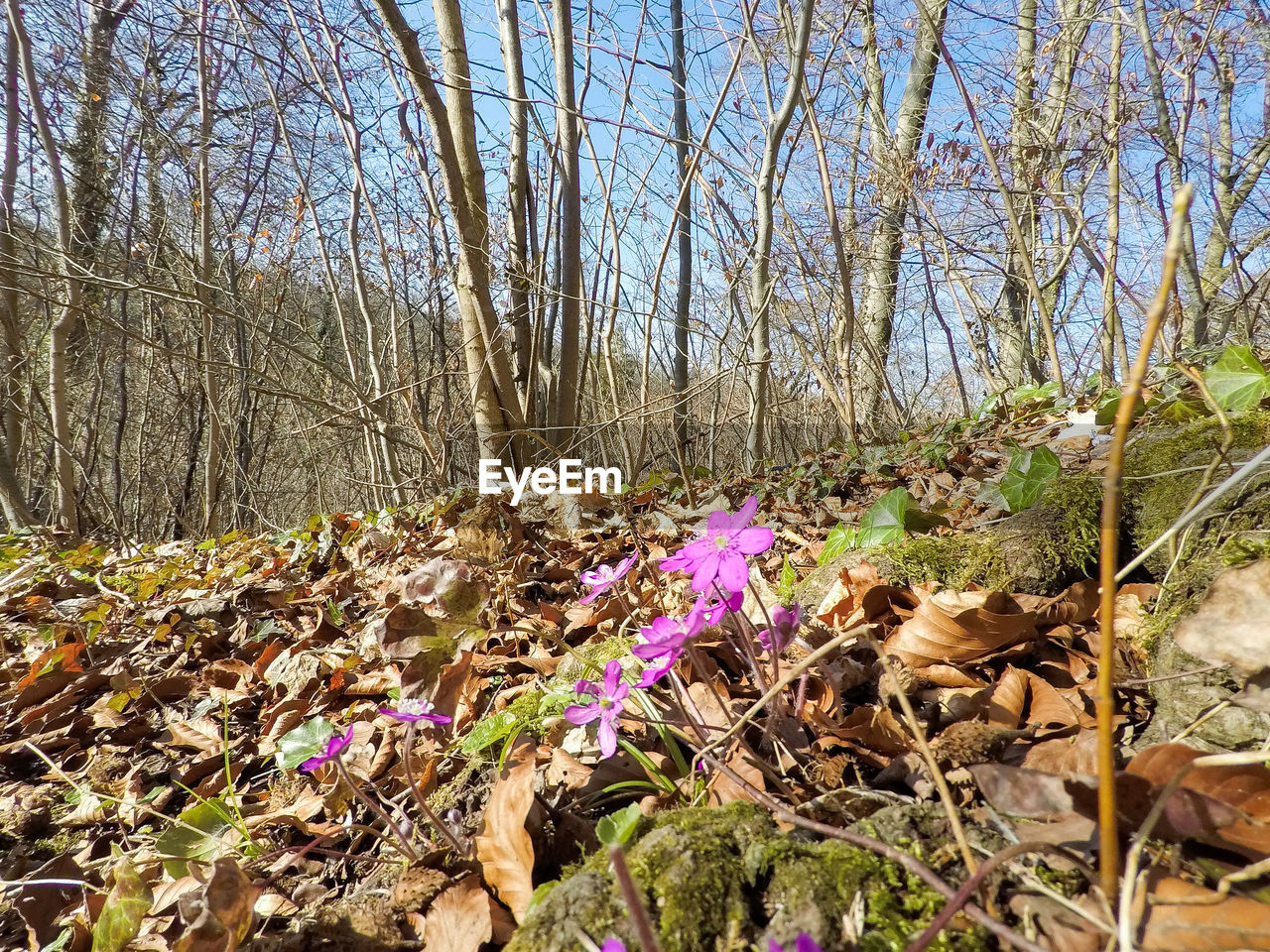 CLOSE-UP OF FLOWERS GROWING IN PARK