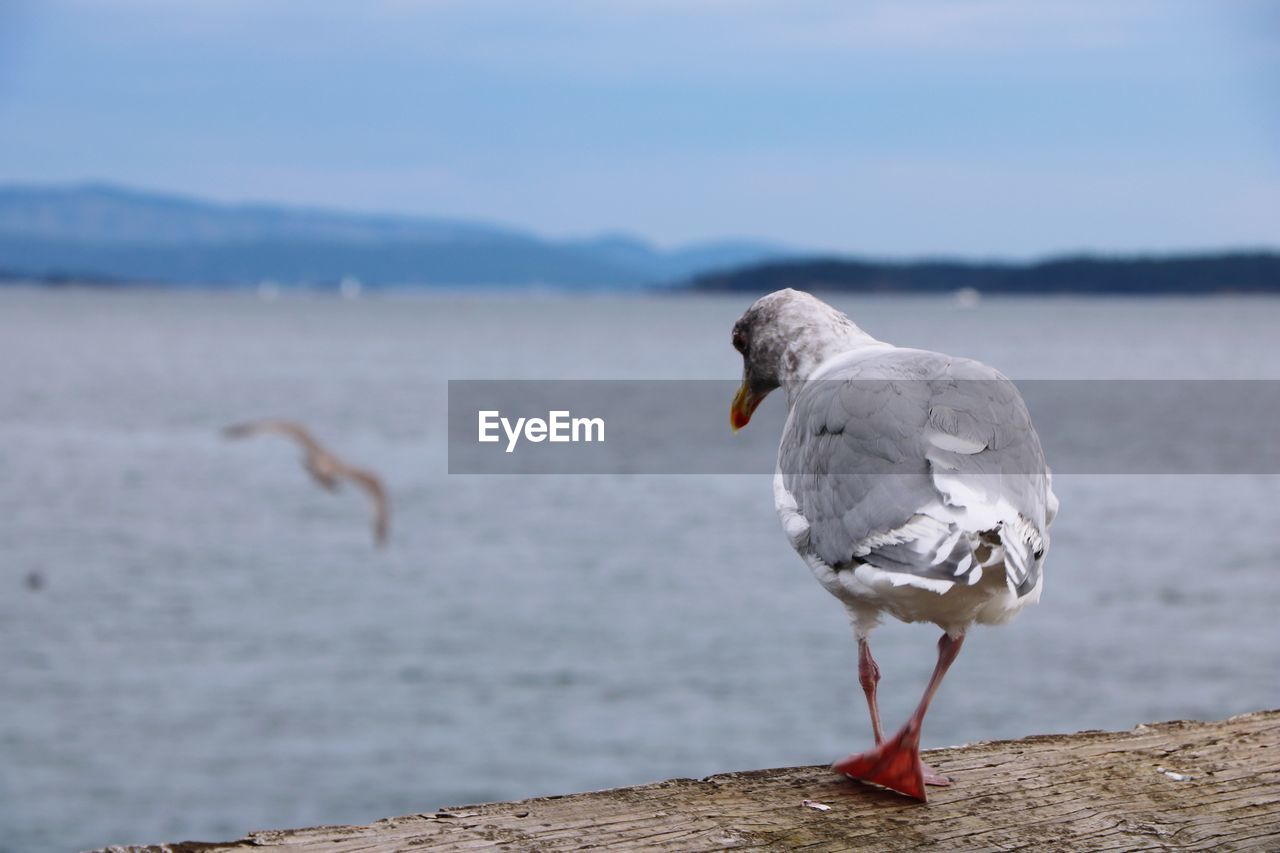 Close-up of seagull perching on beach