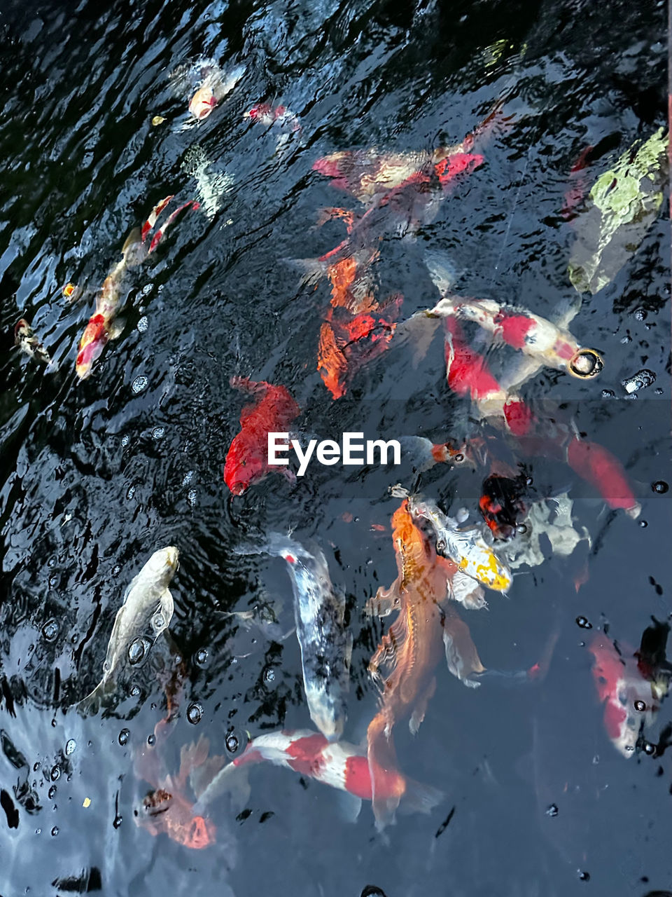 high angle view of fish swimming in pond