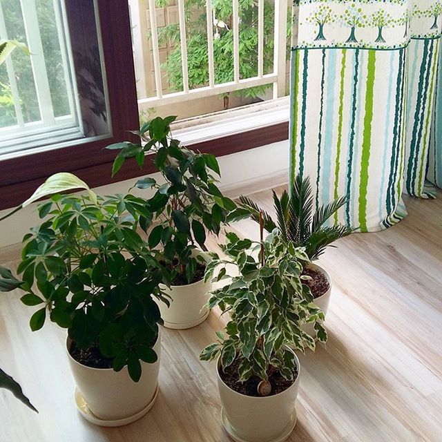 POTTED PLANT ON WINDOW SILL