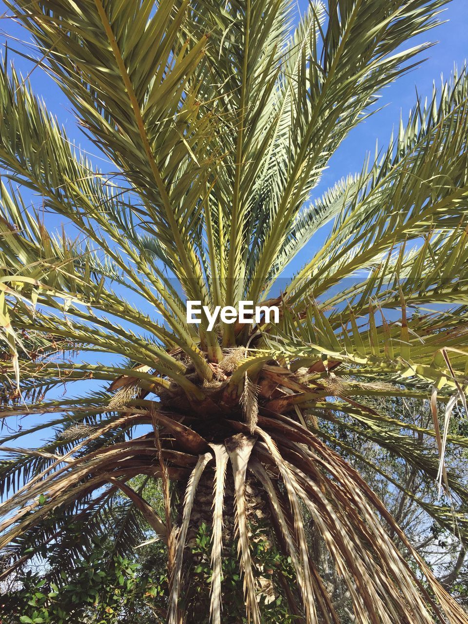 LOW ANGLE VIEW OF PALM TREE AGAINST THE SKY