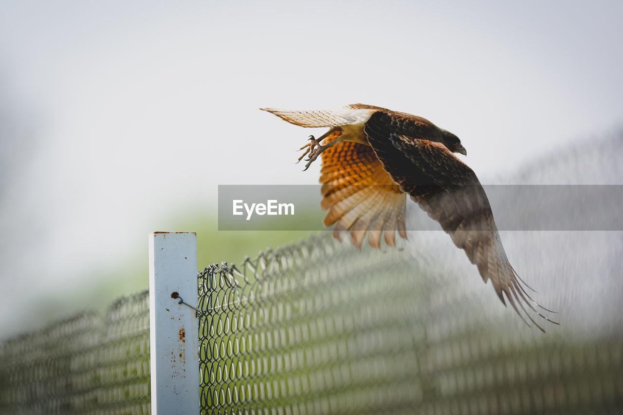 Low angle view of bird flying over chainlink fence