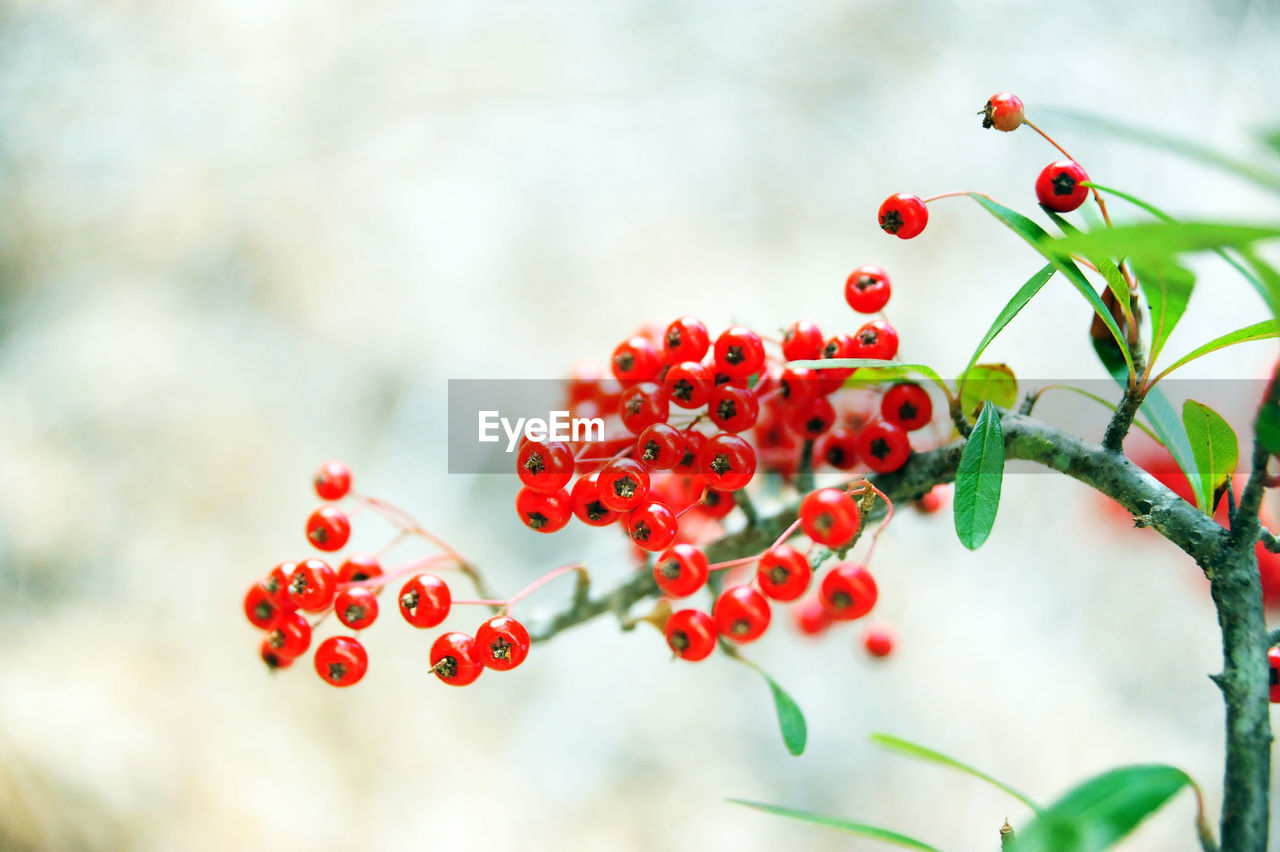 Red berries growing on plant