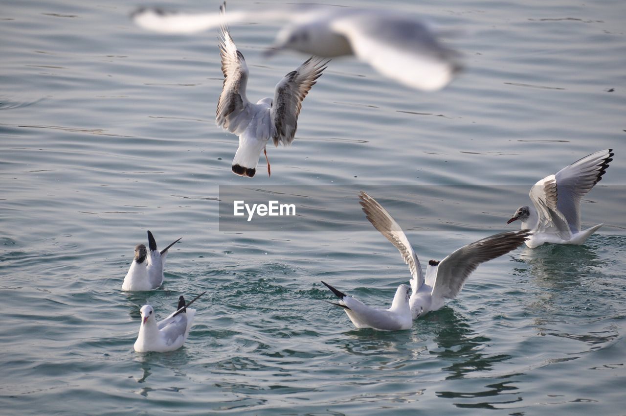 Birds in rippled water