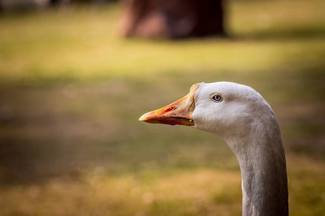 CLOSE-UP OF BIRD