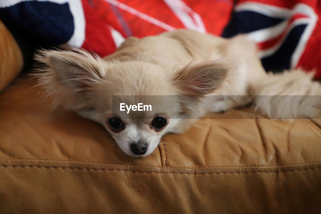 Chihuahua resting on sofa watching camera