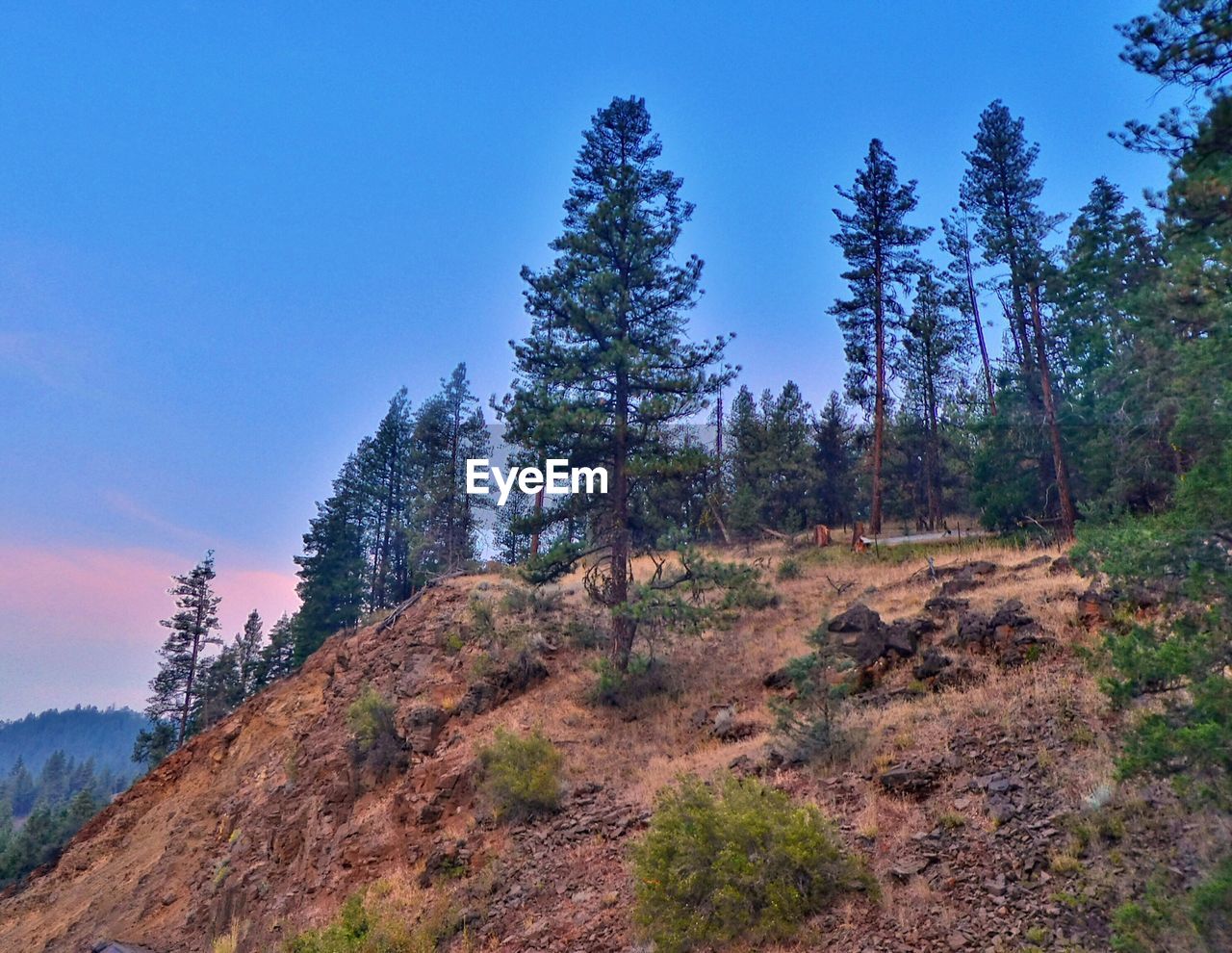 PINE TREES IN FOREST AGAINST BLUE SKY