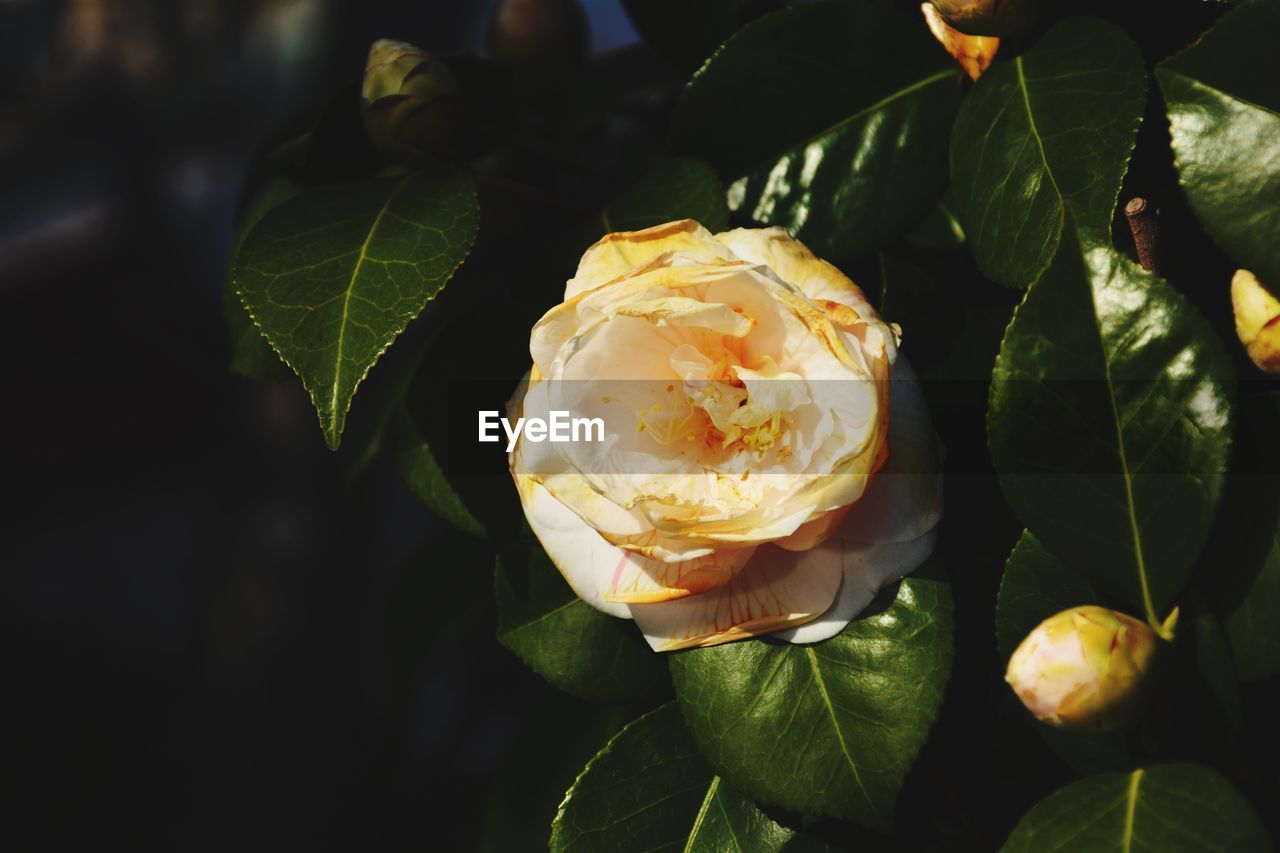 CLOSE-UP OF ROSE BUD
