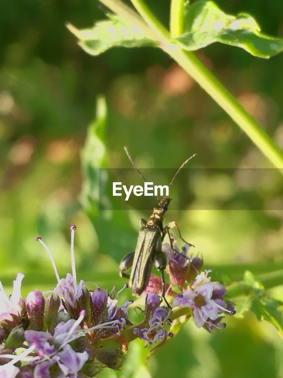 CLOSE-UP OF INSECT POLLINATING ON FLOWER