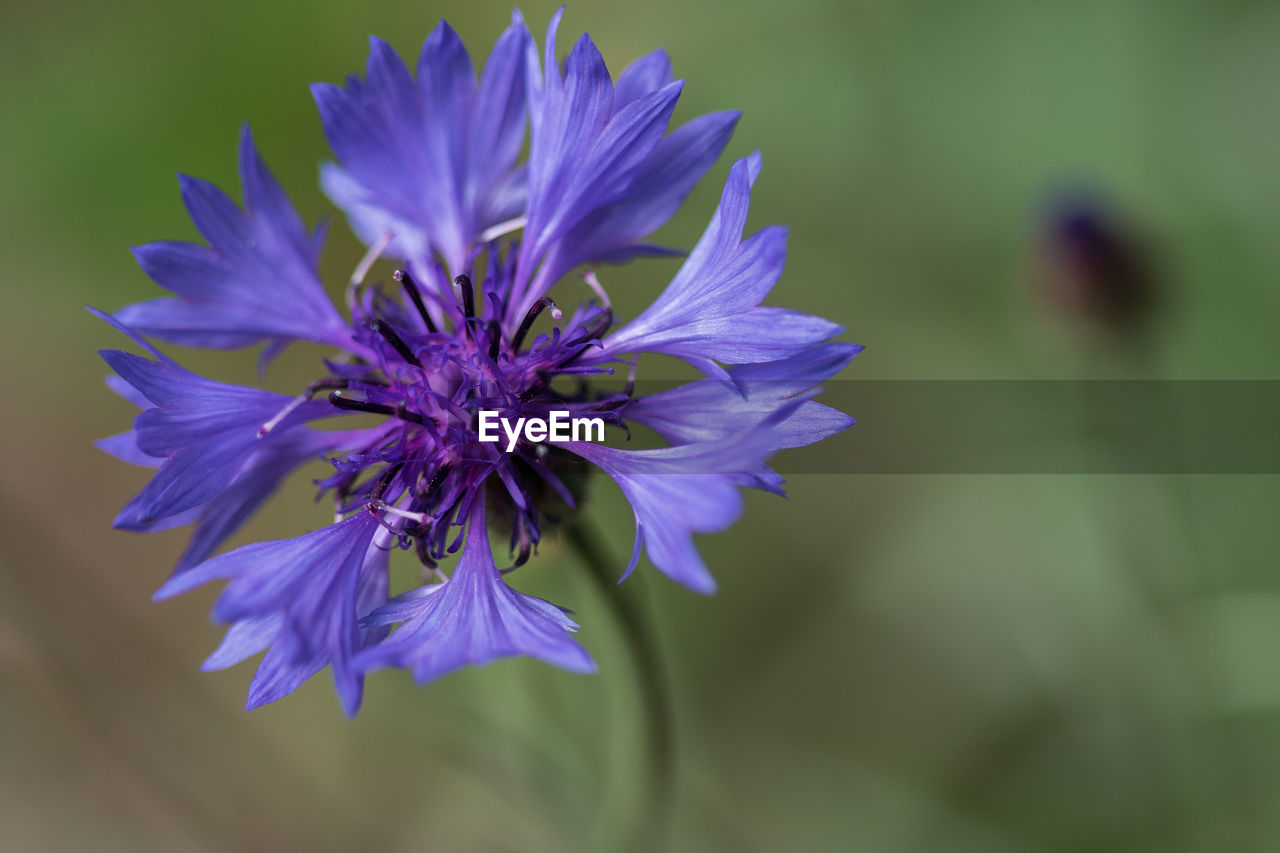 flower, flowering plant, plant, freshness, beauty in nature, purple, fragility, close-up, vegetable, produce, petal, flower head, nature, inflorescence, growth, food, macro photography, chicory, focus on foreground, herb, no people, wildflower, botany, blossom, leaf vegetable, outdoors, springtime, selective focus, plant stem