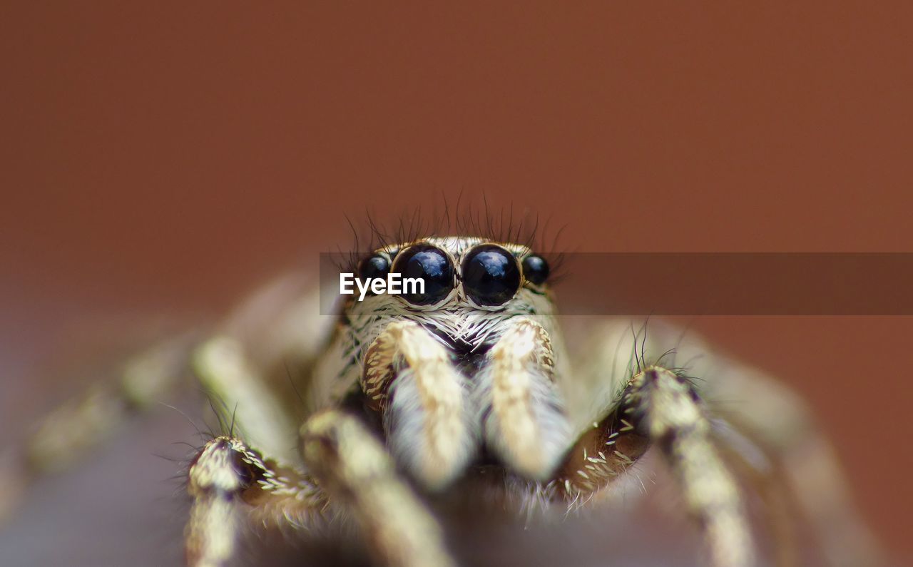 MACRO SHOT OF SPIDER ON WEB