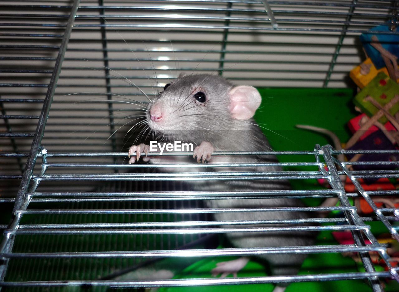 Close-up of rat in cage