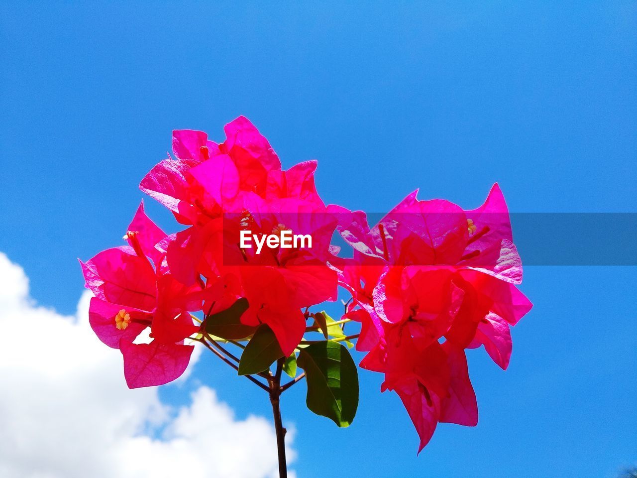 LOW ANGLE VIEW OF RED FLOWERING PLANTS AGAINST BLUE SKY