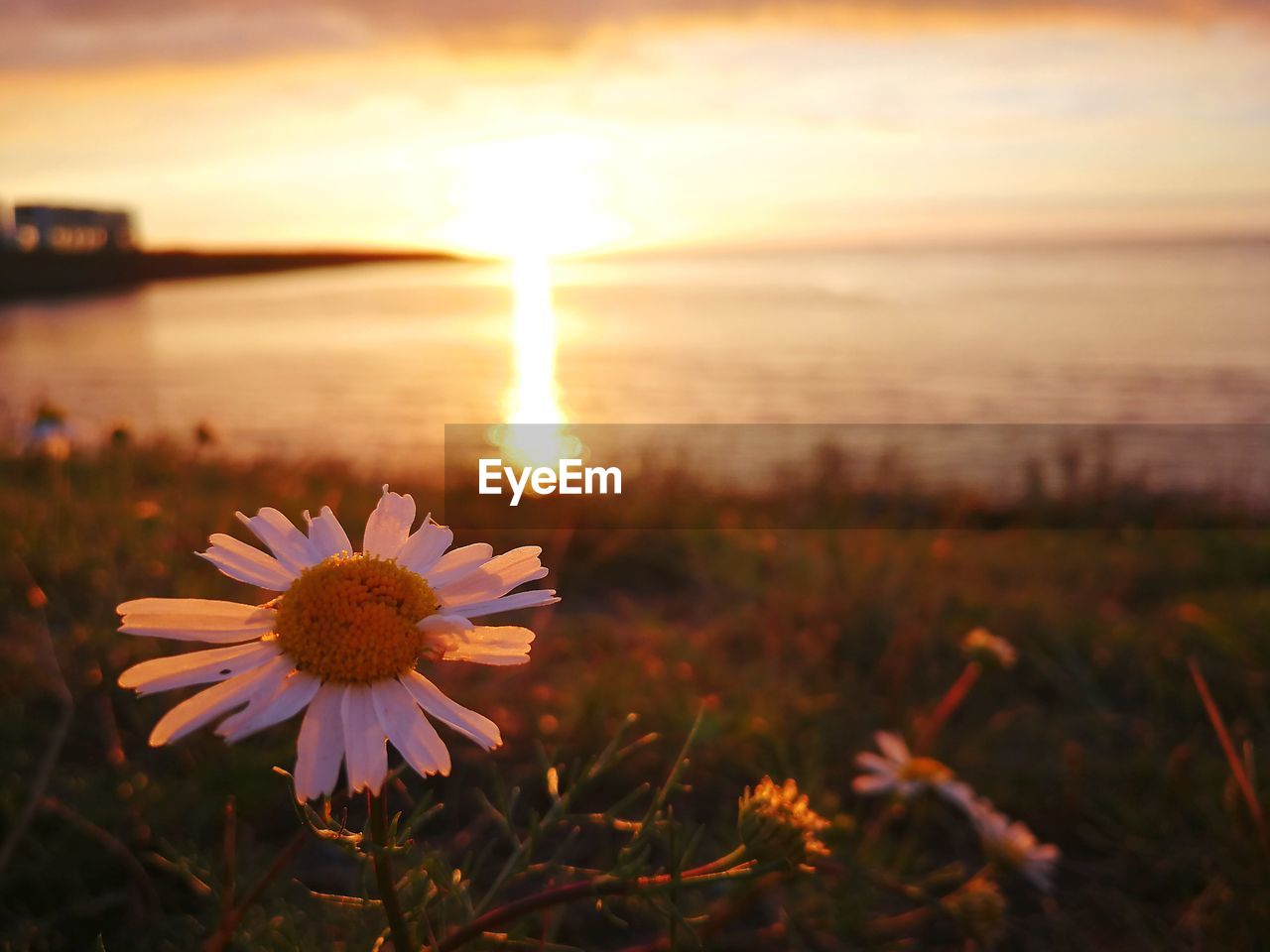 Close-up of flower against sea at sunset