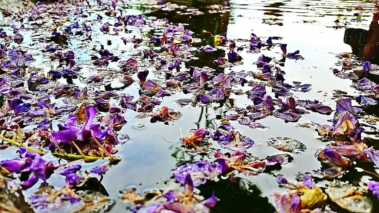 CLOSE-UP OF PINK FLOWERS IN WATER