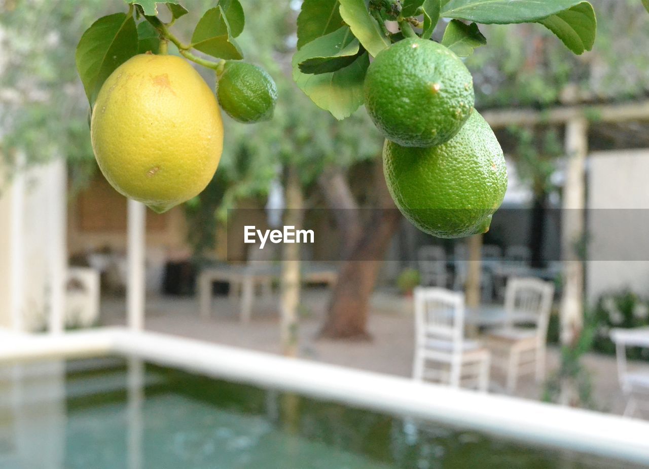 CLOSE-UP OF FRUIT GROWING ON TREE