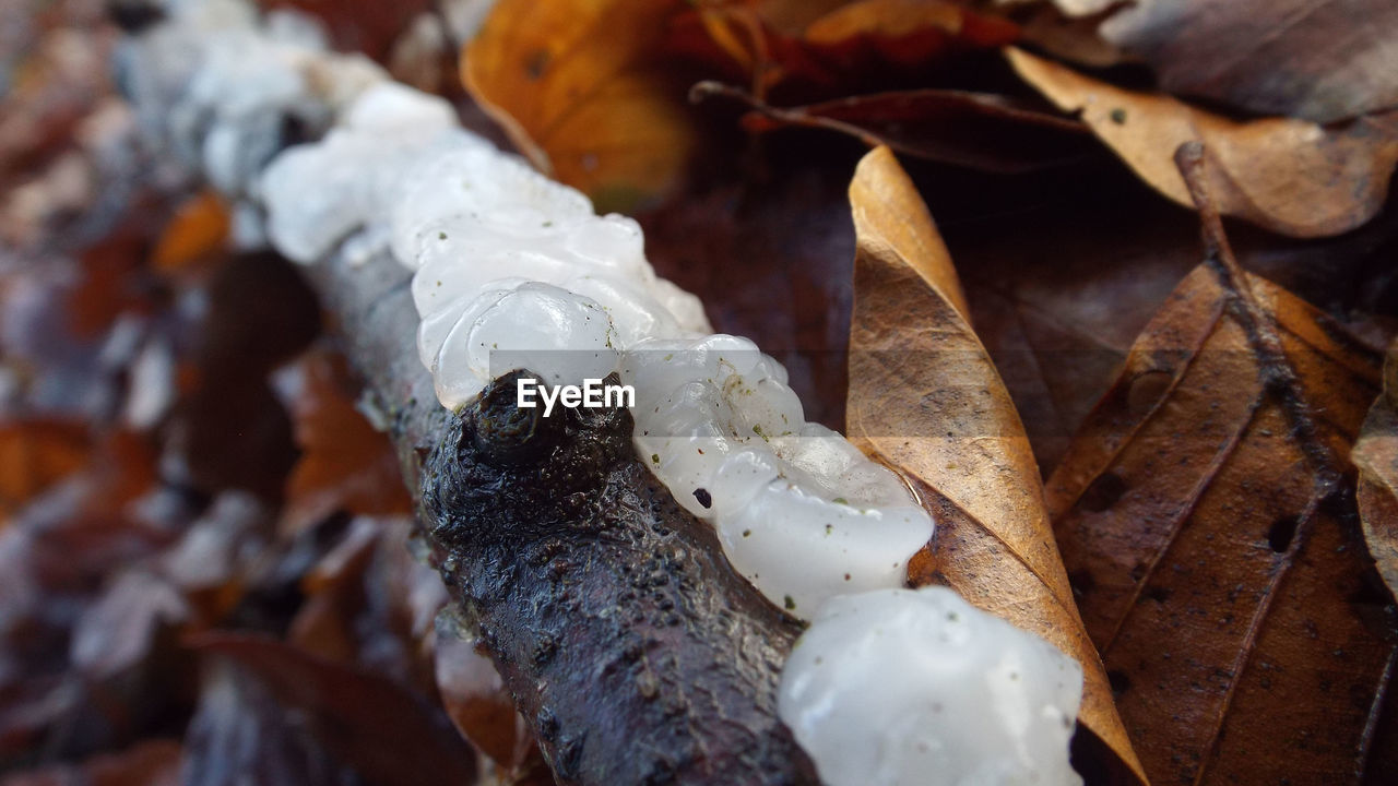 Close-up of white brain fungi on leaves during winter