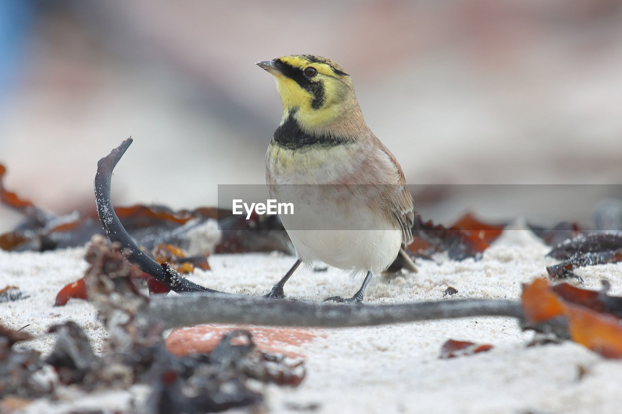 CLOSE-UP OF A BIRD