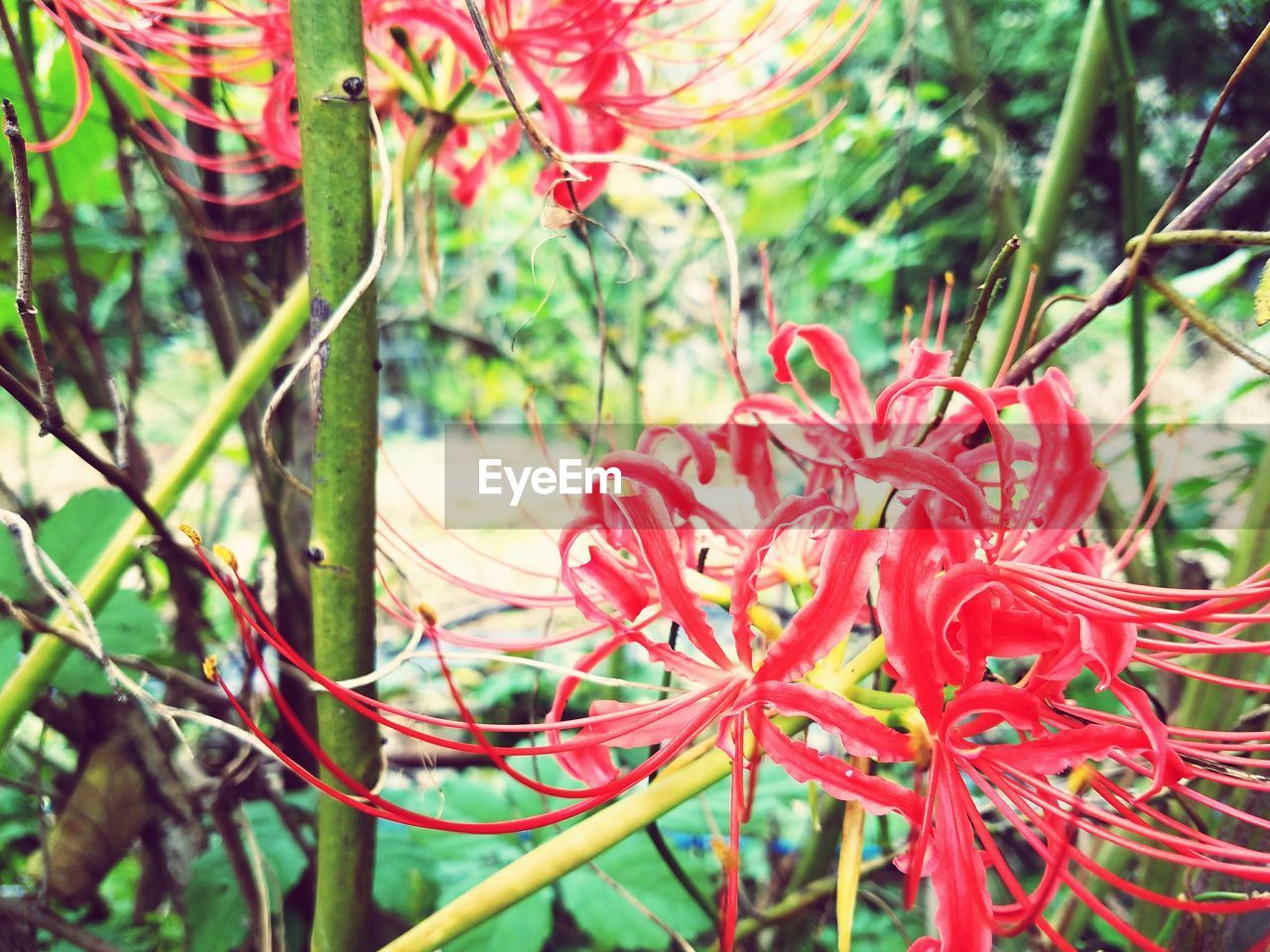 CLOSE-UP OF FLOWER PLANT