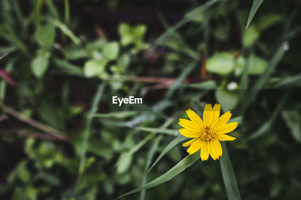 CLOSE-UP OF YELLOW FLOWERING PLANT