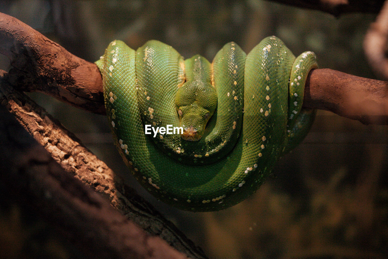 Green python on the branch