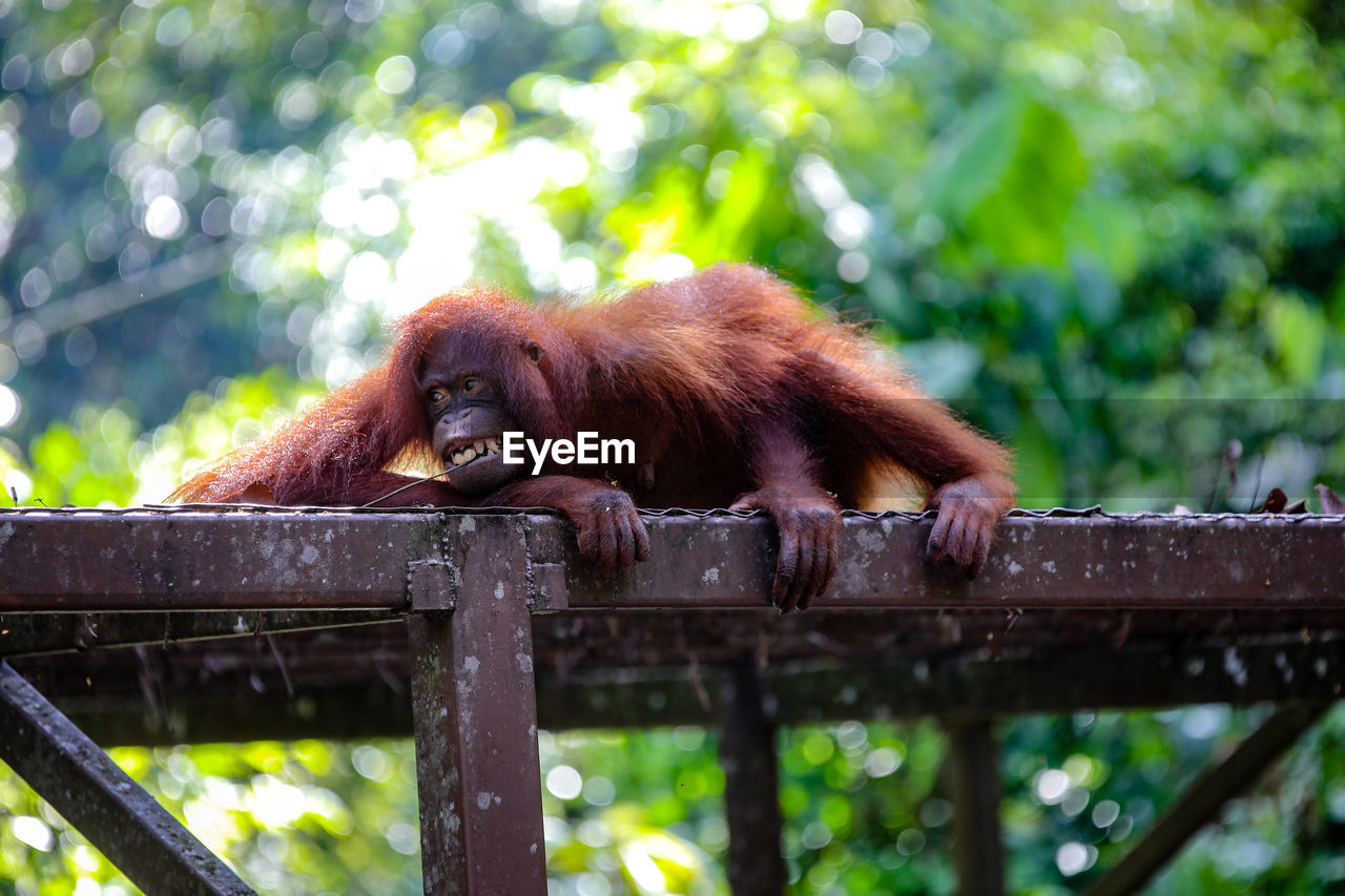 MONKEY IN THE FOREST