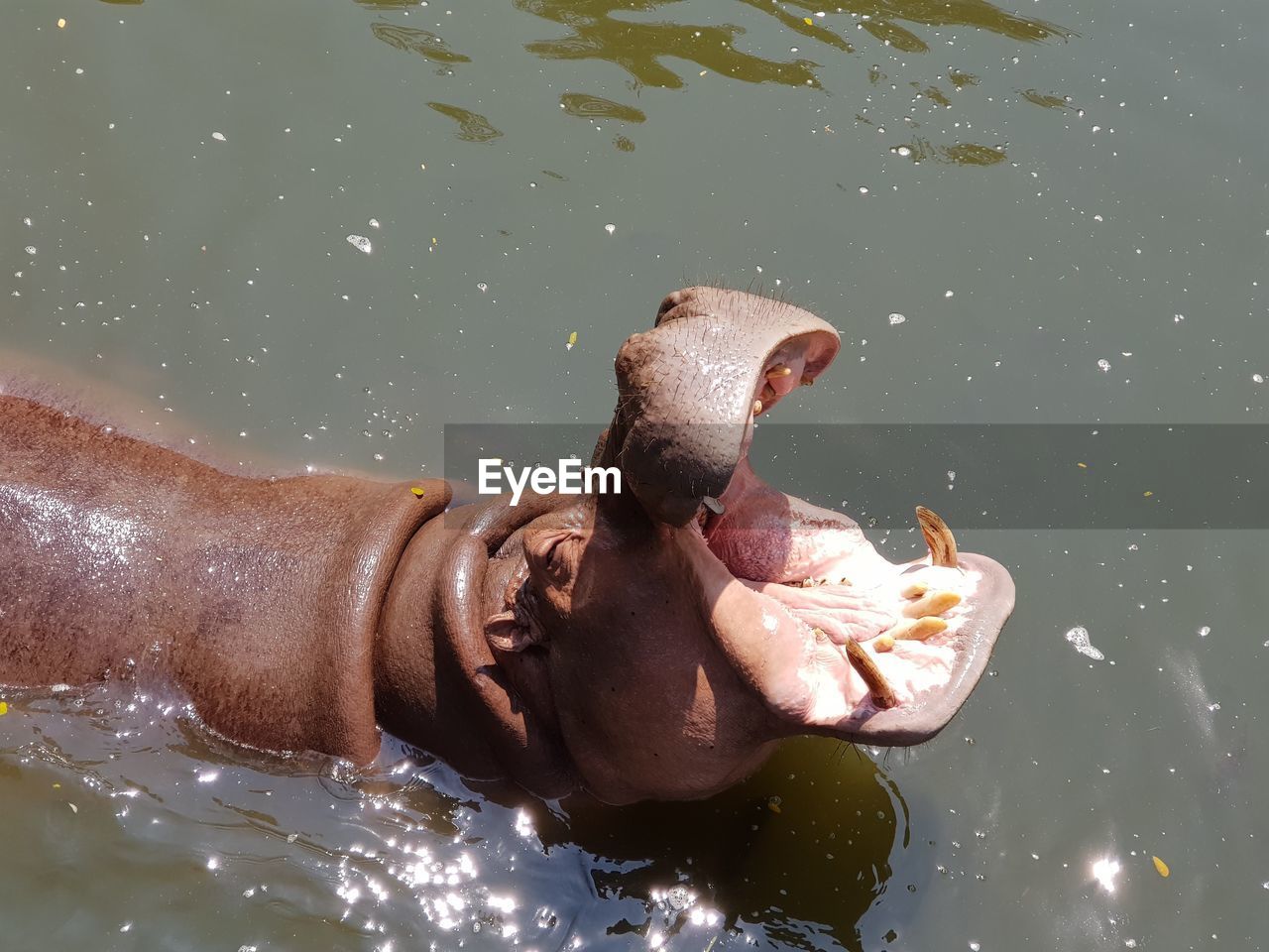 water, hippopotamus, animal themes, animal, swimming, mammal, animal wildlife, nature, wildlife, one animal, mouth open, one person, outdoors, animal body part, lake