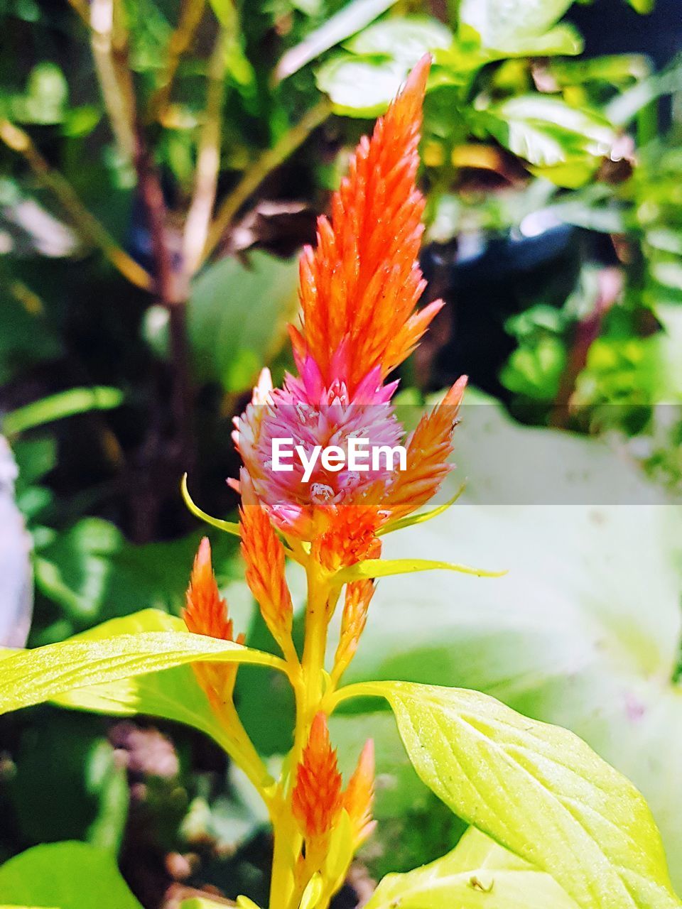 CLOSE-UP OF FLOWER BLOOMING