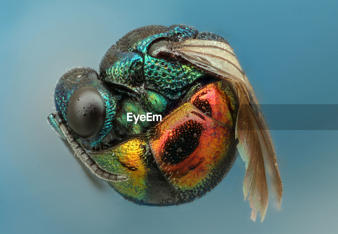 Close-up of fruit fly against blue background