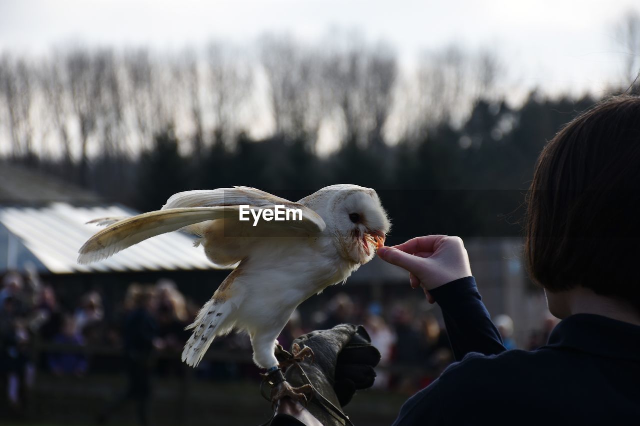 Hand feeding barn owl