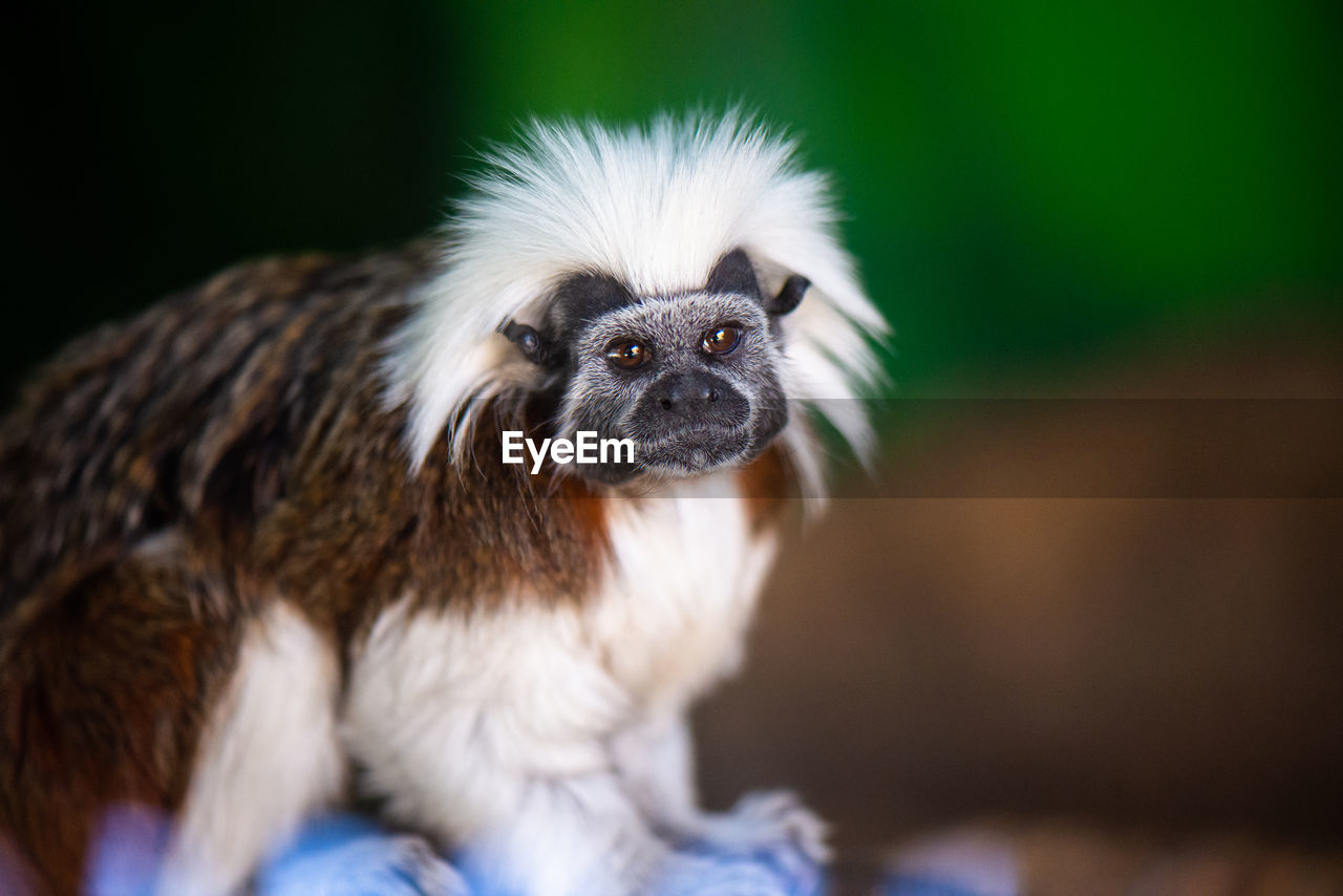 Close-up of a tamarin monkey looking at the camera.