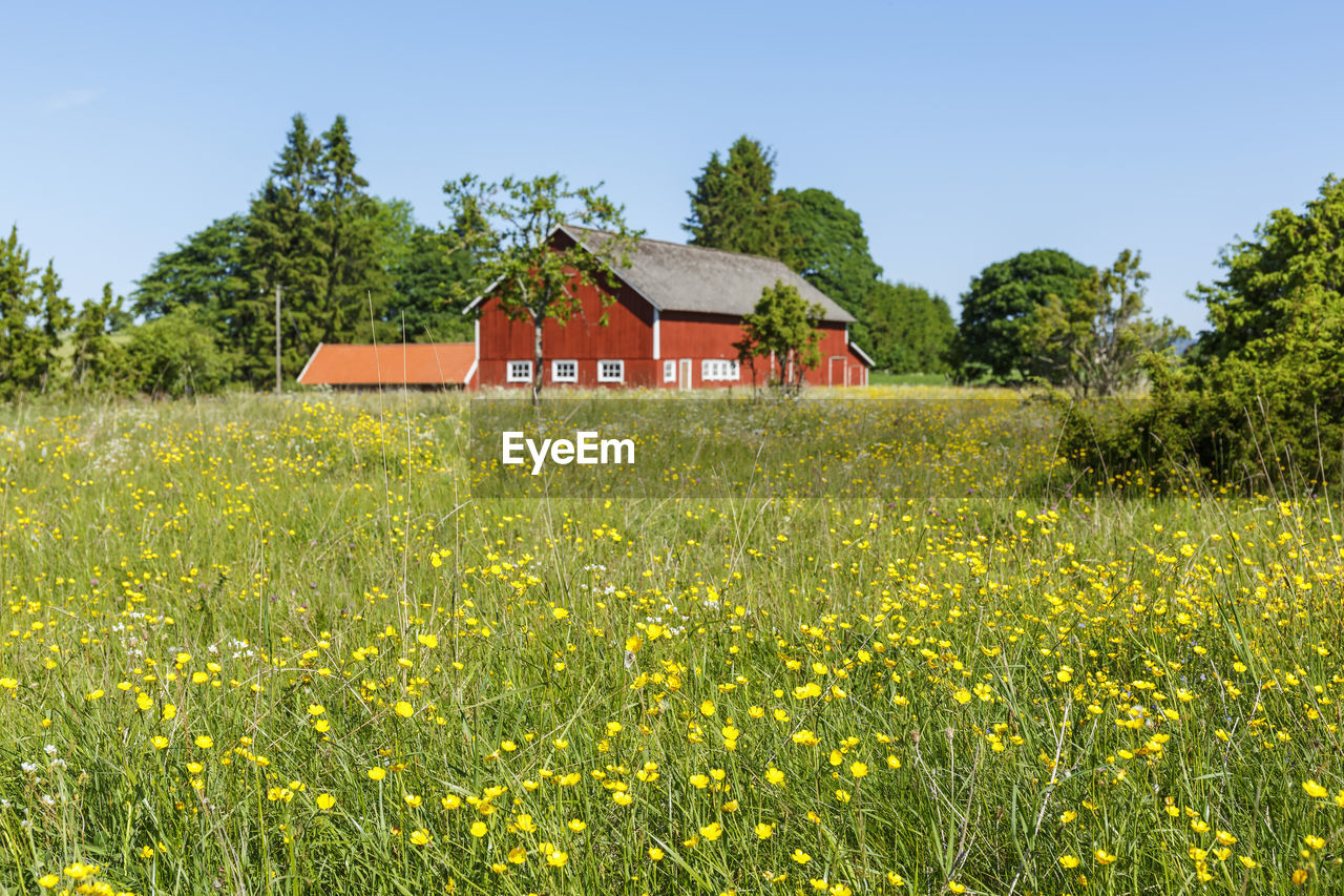 Flowering buttercups flowwers on a meadow with a farm in the background