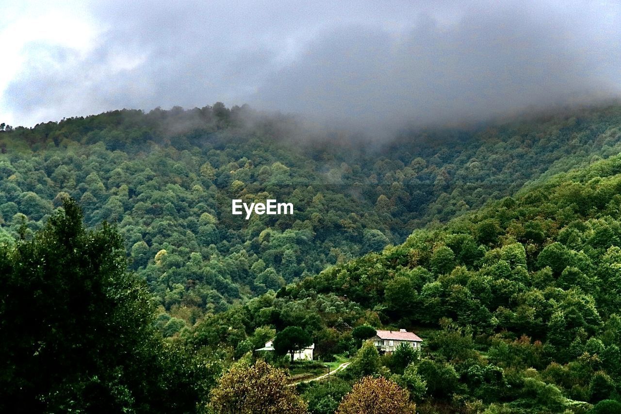 Scenic view of forest against sky