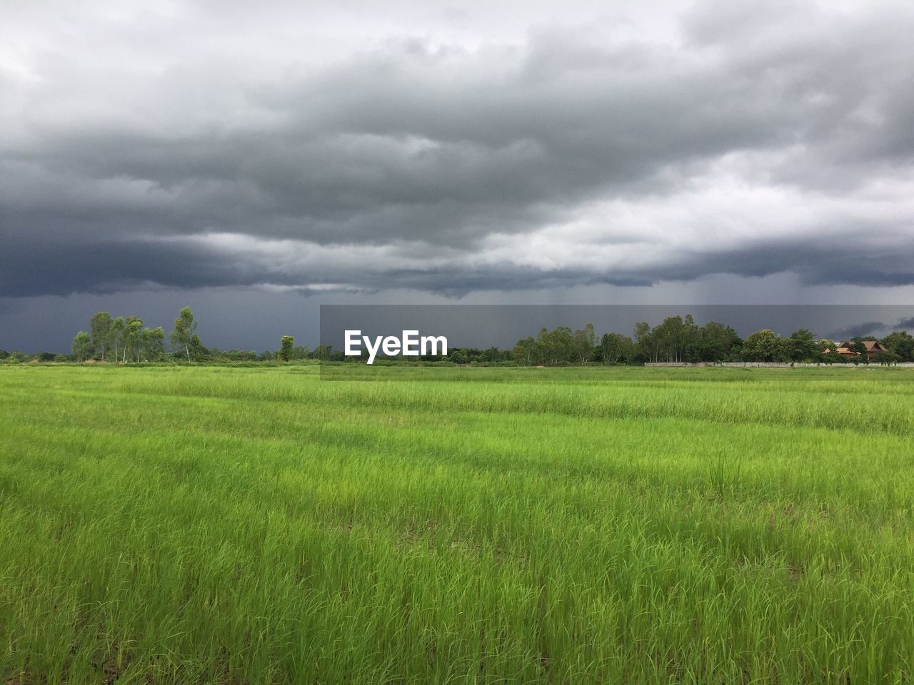 SCENIC VIEW OF GREEN FIELD AGAINST SKY