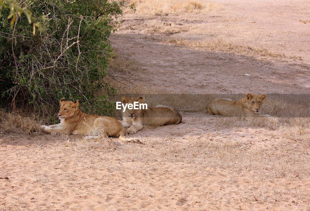 Three lion cubs 