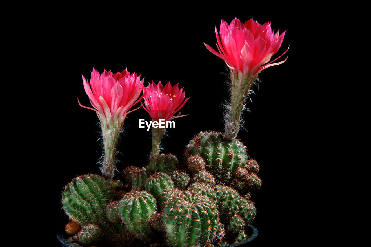 CLOSE-UP OF PINK FLOWERING PLANT AGAINST BLACK BACKGROUND