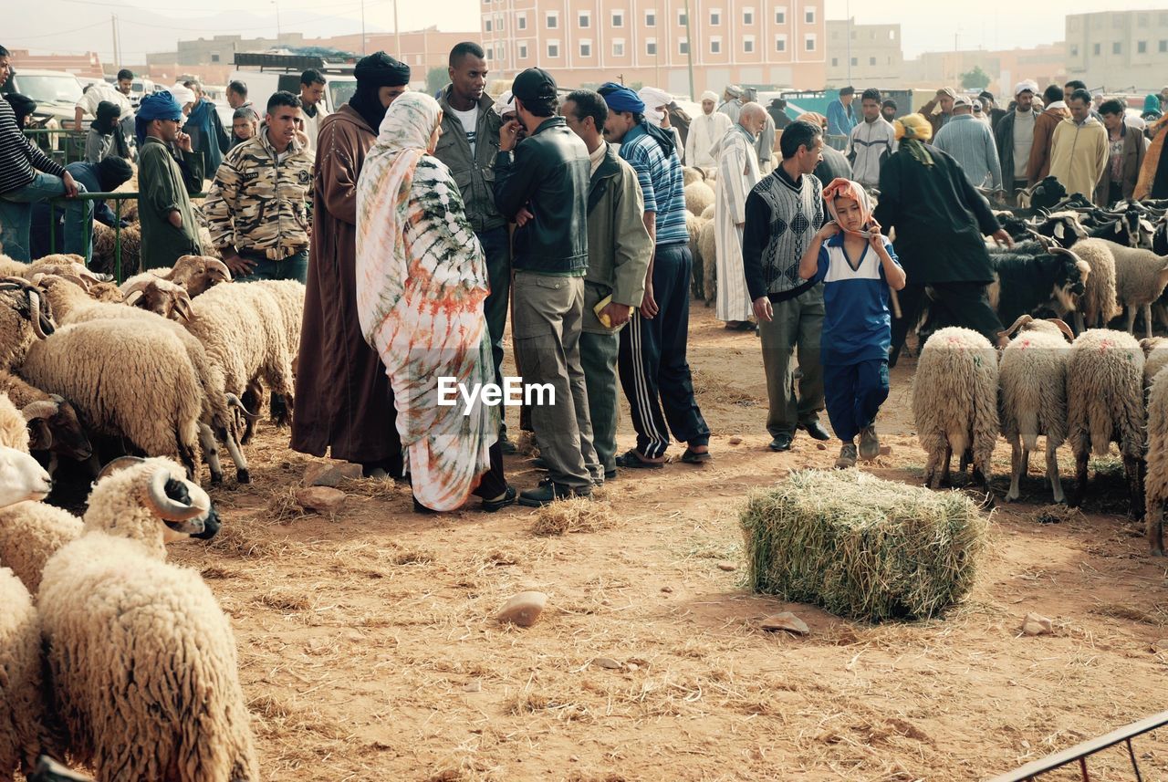 People standing by sheep on field